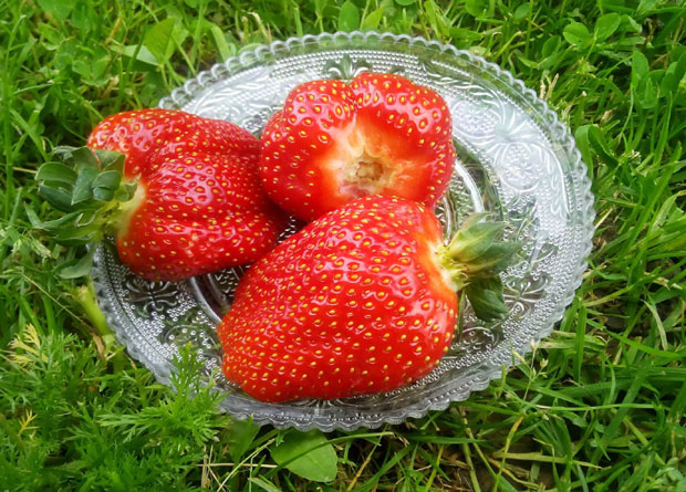 Јагоде пркосе лошој сезони